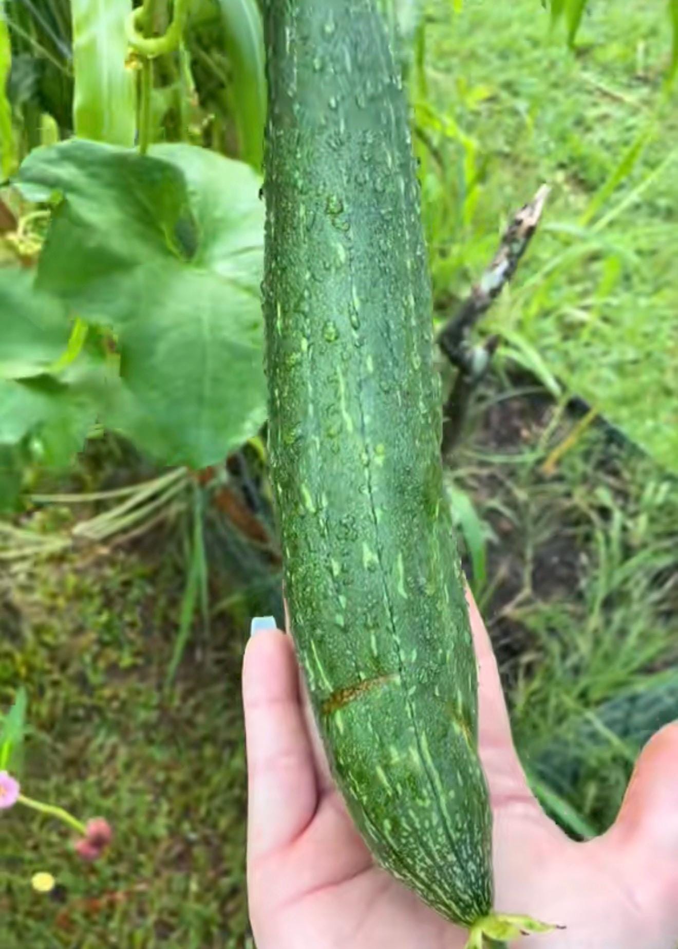 Organic Loofah Seeds - 50+ Heirloom, Non-GMO Seeds with Growing Instructions