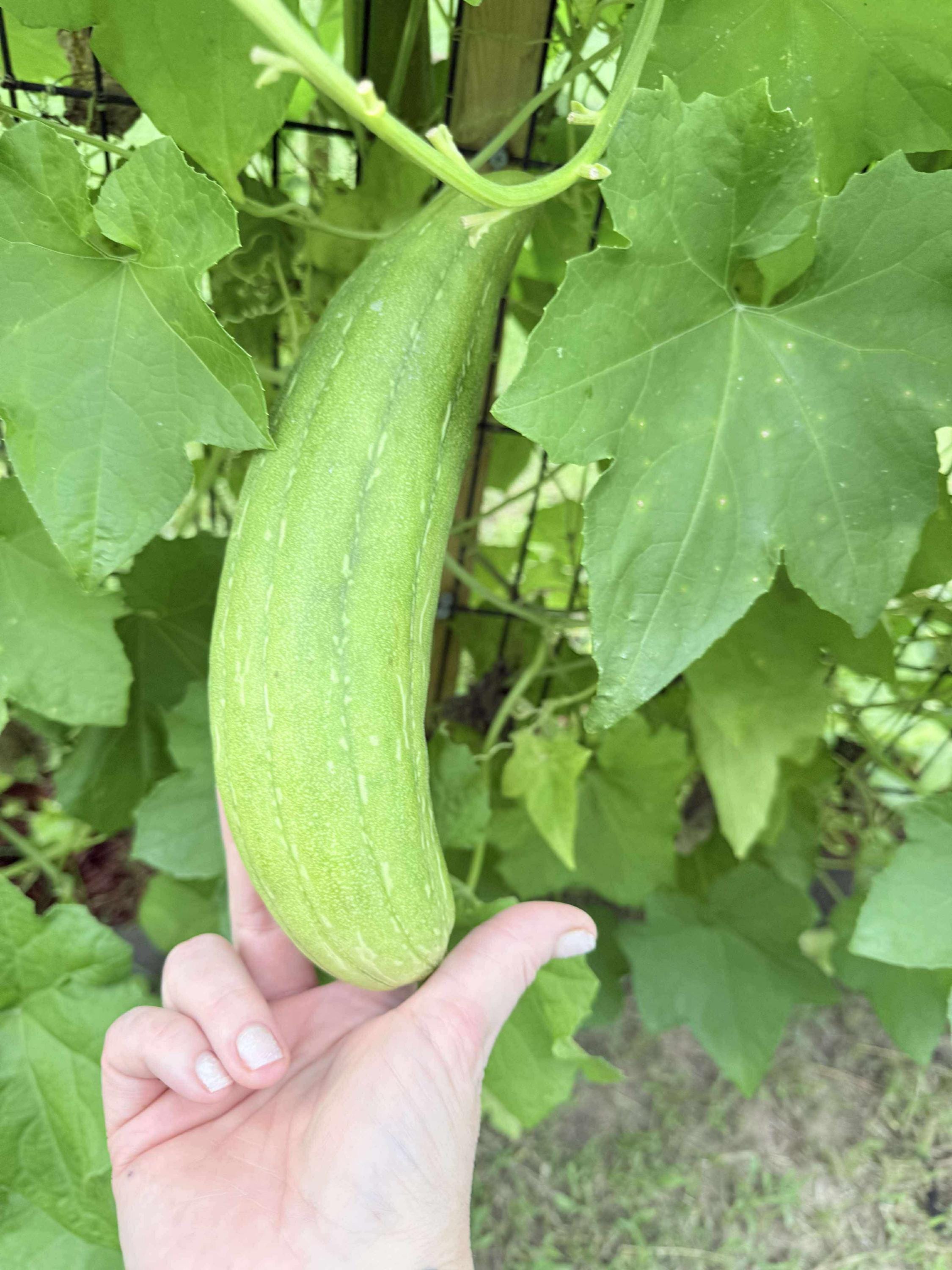 Organic Loofah Seeds - 50+ Heirloom, Non-GMO Seeds with Growing Instructions