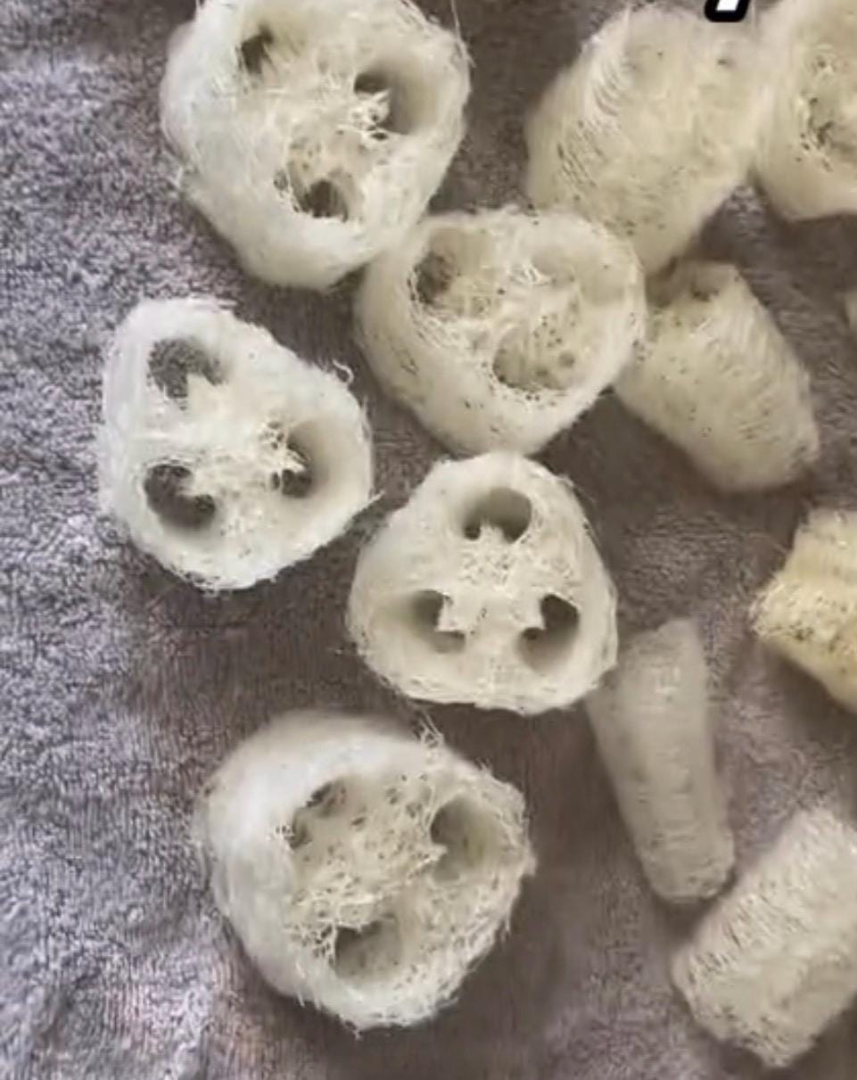 Organic Loofah Seeds - 50+ Heirloom, Non-GMO Seeds with Growing Instructions