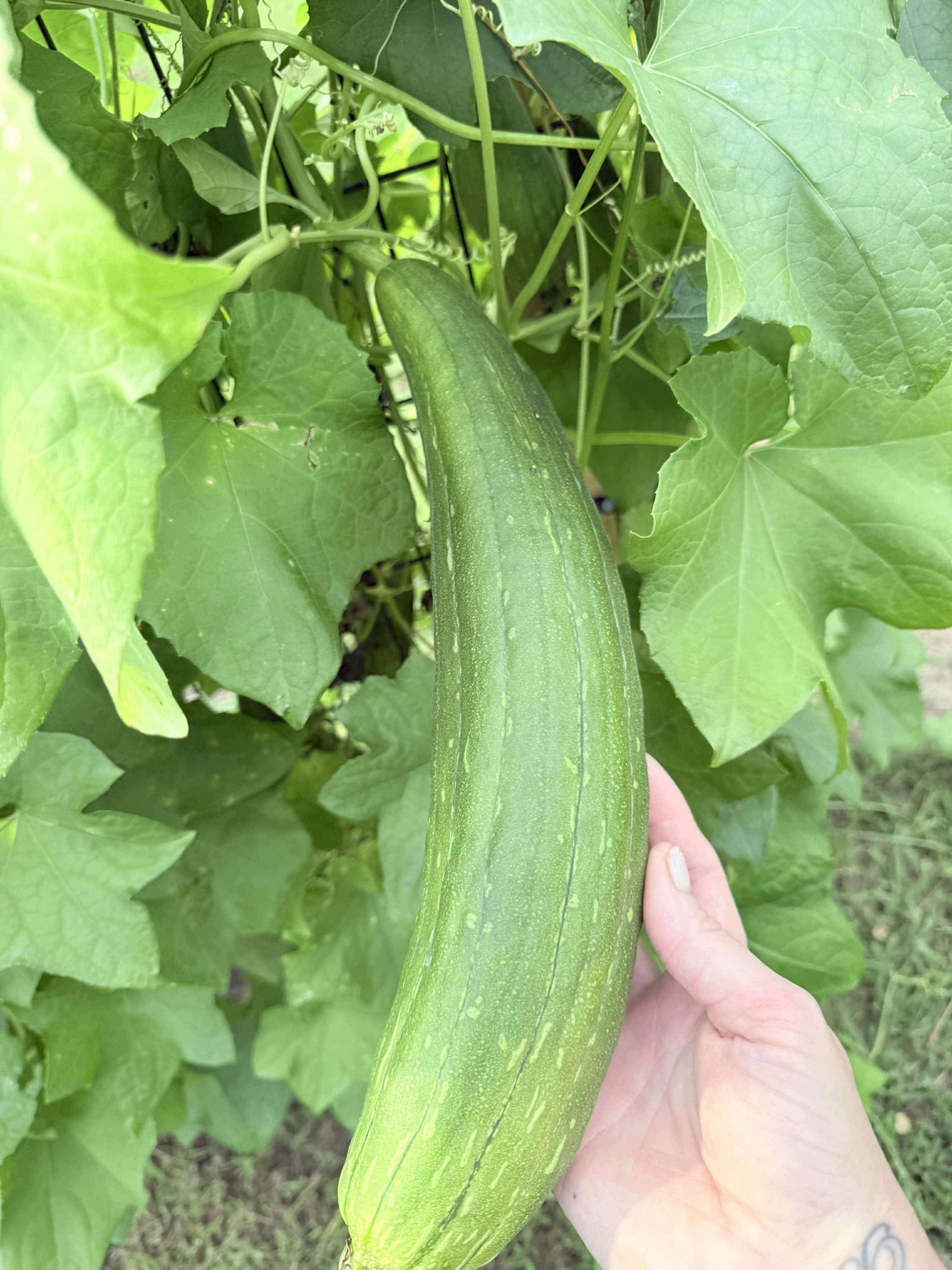 Organic Loofah Seeds - 50+ Heirloom, Non-GMO Seeds with Growing Instructions