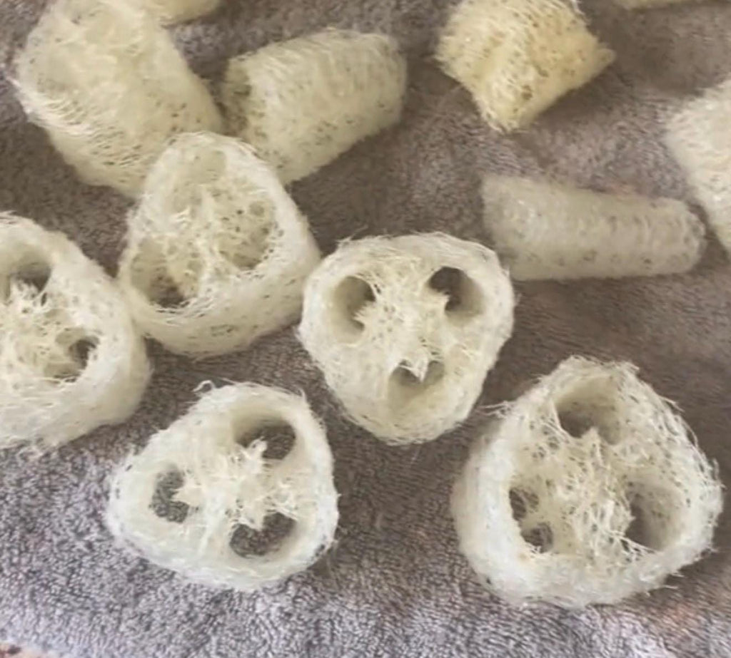 Organic Loofah Seeds - 50+ Heirloom, Non-GMO Seeds with Growing Instructions